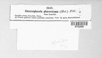 Chaetosphaerella phaeostroma image